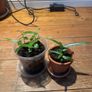 Austrailian bottle tree buds on sale Image 2