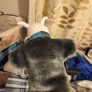 WWE Bray Wyatt Puppets Image 5