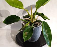 Philodendron Moonlight
