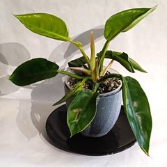 Philodendron Moonlight