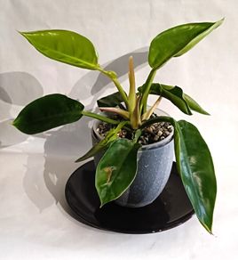 Philodendron Moonlight