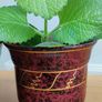 2 Plants Cuban Oregano Image 2