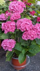 Hydrangea