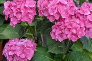 Hydrangea