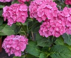 Hydrangea