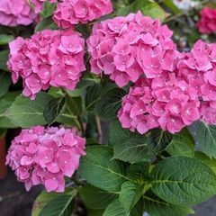 Hydrangea