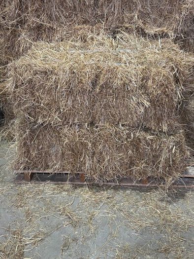 Square Bales Of Premium Quality Hay