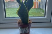 Snake Plant (Sansevieria)