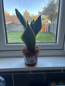 Snake Plant (Sansevieria)
