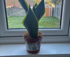 Snake Plant (Sansevieria)