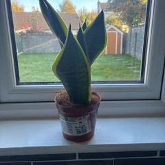 Snake Plant (Sansevieria)