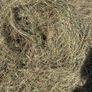 Hay Image 2
