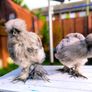 Hens. 2 American Silky hens ( price  is for two Hens) Image 7