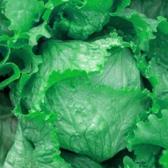 (L) Iceberg Lettuce Times seeds (15s) (125456)