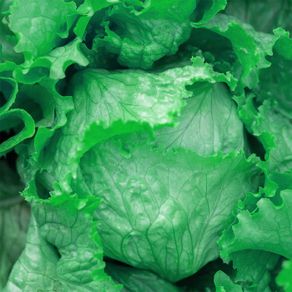 (L) Iceberg Lettuce Times seeds (15s) (125456)