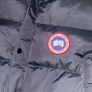 Canada goose Image 10