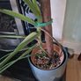 Monstera Deliciosa Image 2