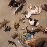 schleich animals figurines toys multiple items x 78 Image 3