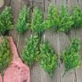 Miniature Evergreens x 10 Image 2