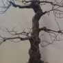 Bonsai For Sale ( 2 ) , Small Leaf Elm Image 2