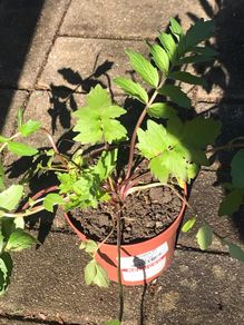 Valerian officinalis plant medicinal plant