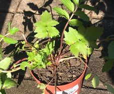 Valerian officinalis plant medicinal plant