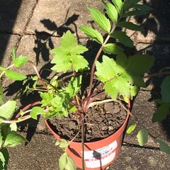 Valerian officinalis plant medicinal plant