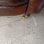 Chesterfield wingback chair Image 3