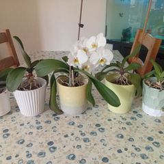 Orchids