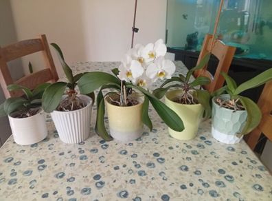 Orchids