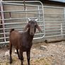 6 month old Buck Goat for Sale Image 3