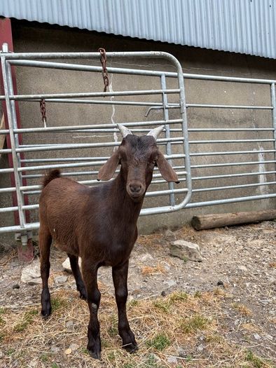 6 month old Buck Goat for Sale