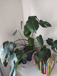 Large monstera + pot