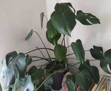 Large monstera + pot