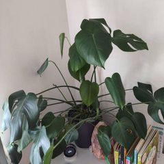 Large monstera + pot