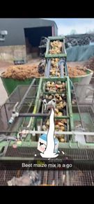 Beet maize mix