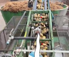 Beet maize mix