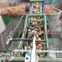 Beet maize mix