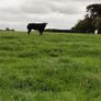 Show heifers Image 6
