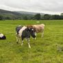 Shorthorn cows Image 4