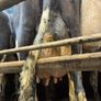 Freshly calved cows Image 2