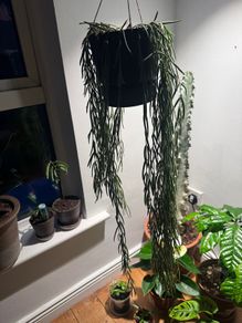 Hoya linearis