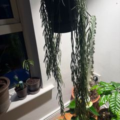 Hoya linearis