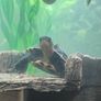 turtle Tank Image 3