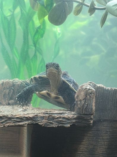 turtle Tank