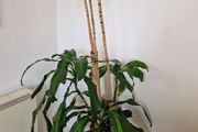 Dracaena Plant