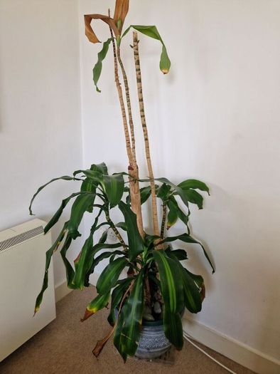 Dracaena Plant