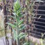 Black stem bamboo Image 4