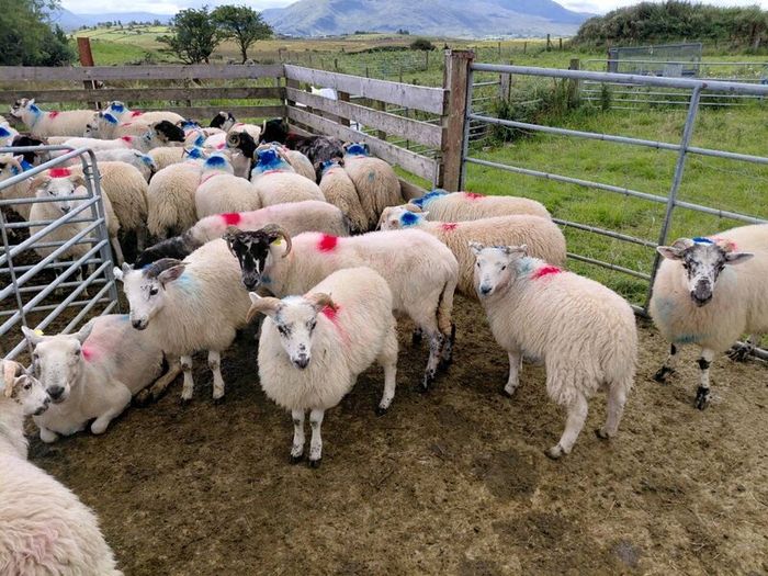 Organic Store Lambs