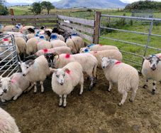 Organic Store Lambs